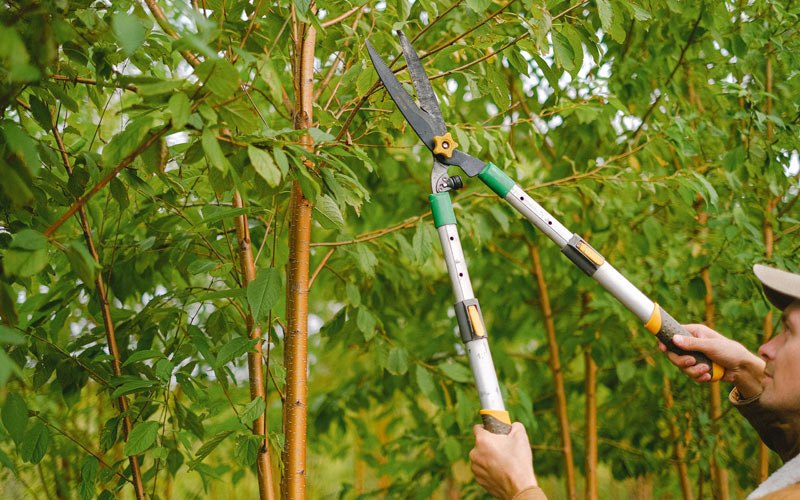 Tree trimming in Canonsburg, PA